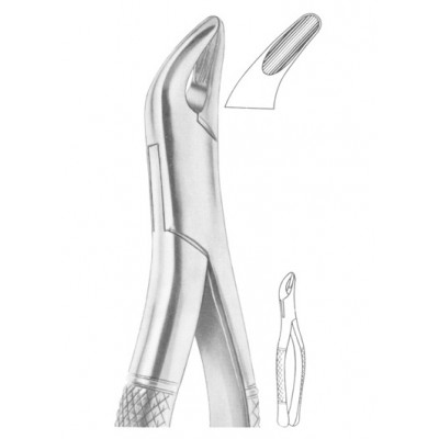  Fig. 62 incisors, premolars, deciduous teeth